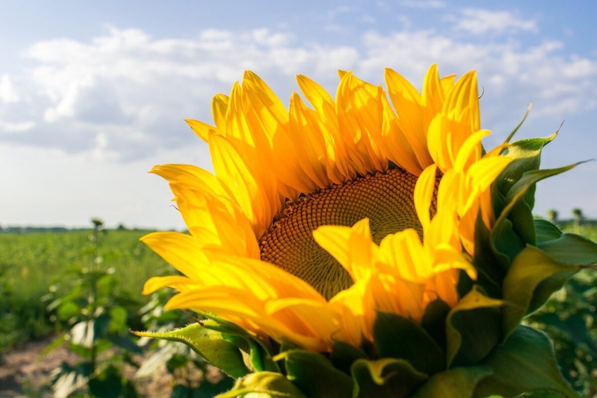 Sunflower seed